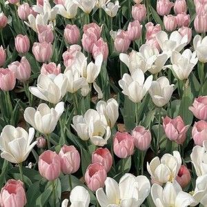 Meet your Posher, Kacey